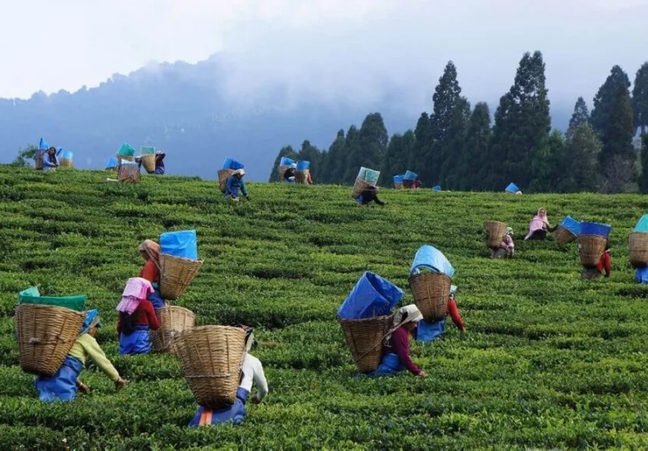 Assam Meghalaya Tour