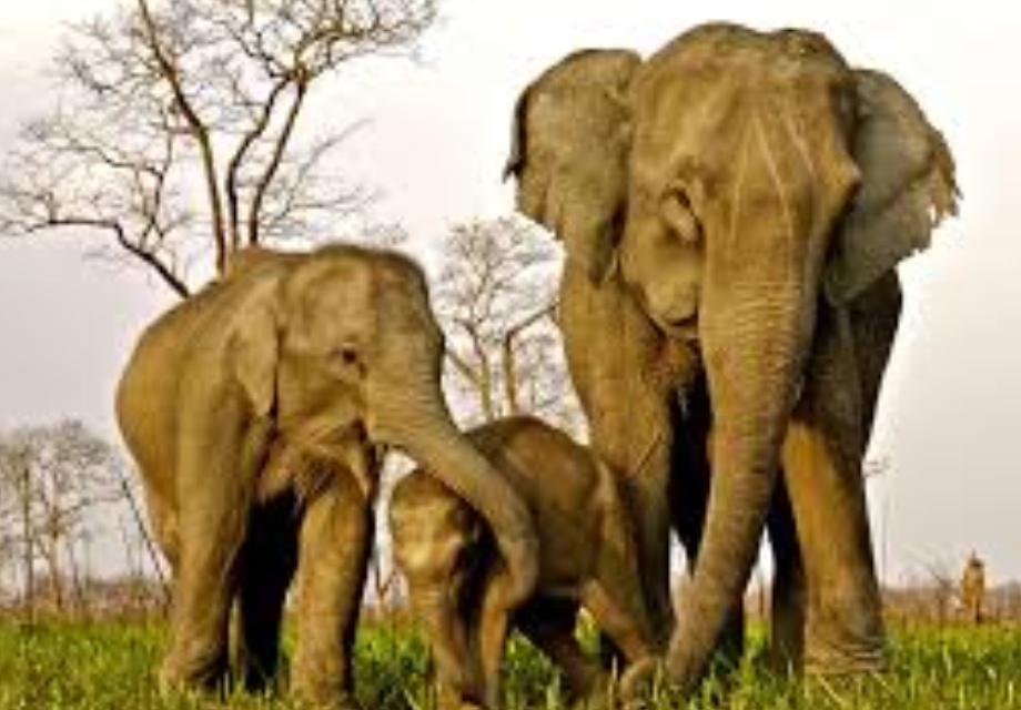 Assam Meghalaya Wildlife Tour